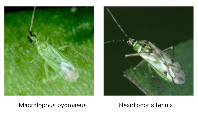 Macrolophus pygmaeus  Nesidiocoris tenuis-1.png